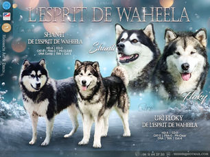 Naissance chiots Malamutes – Shanti x Floky (8 bébés)