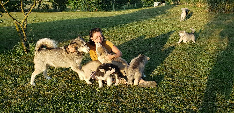 education canine.jpg