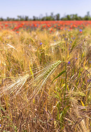 Propositions ITK Sidler Concept - Meteil