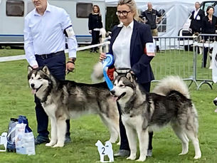 Nationale d’Élevage 2025 – Malamutes de l’Esprit de Waheela