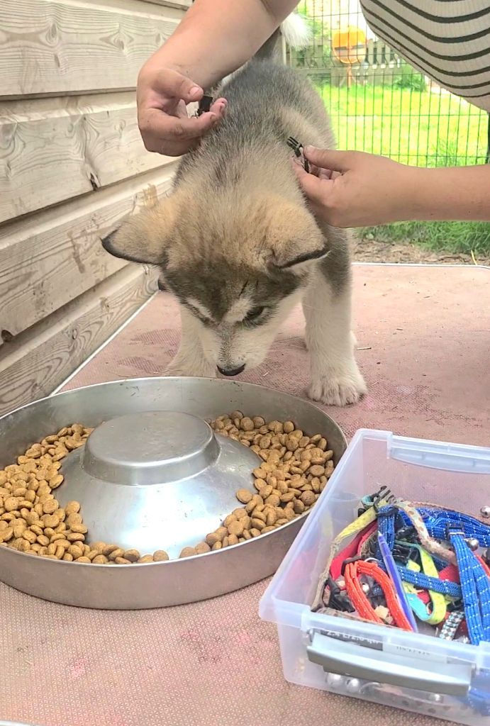 Socialisation chiot Malamute d'Alaska