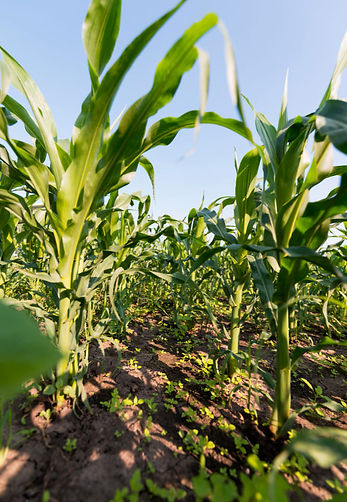 Propositions ITK Sidler Concept - Maïs