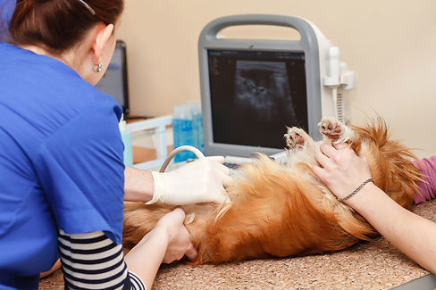 medecin-veterinaire-salle-operation-pour-chirurgie-laparoscopique.jpg