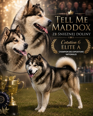 Tell Me Maddox ze Śnieznej Doliny obtient la Cotation 6 Élite A