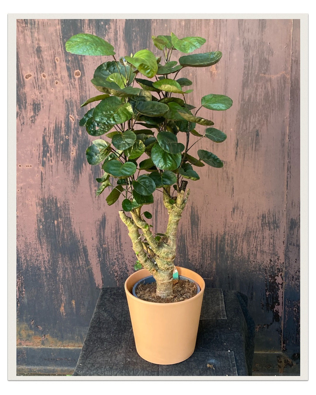 Polyscias scutellaria, veľkosť L 