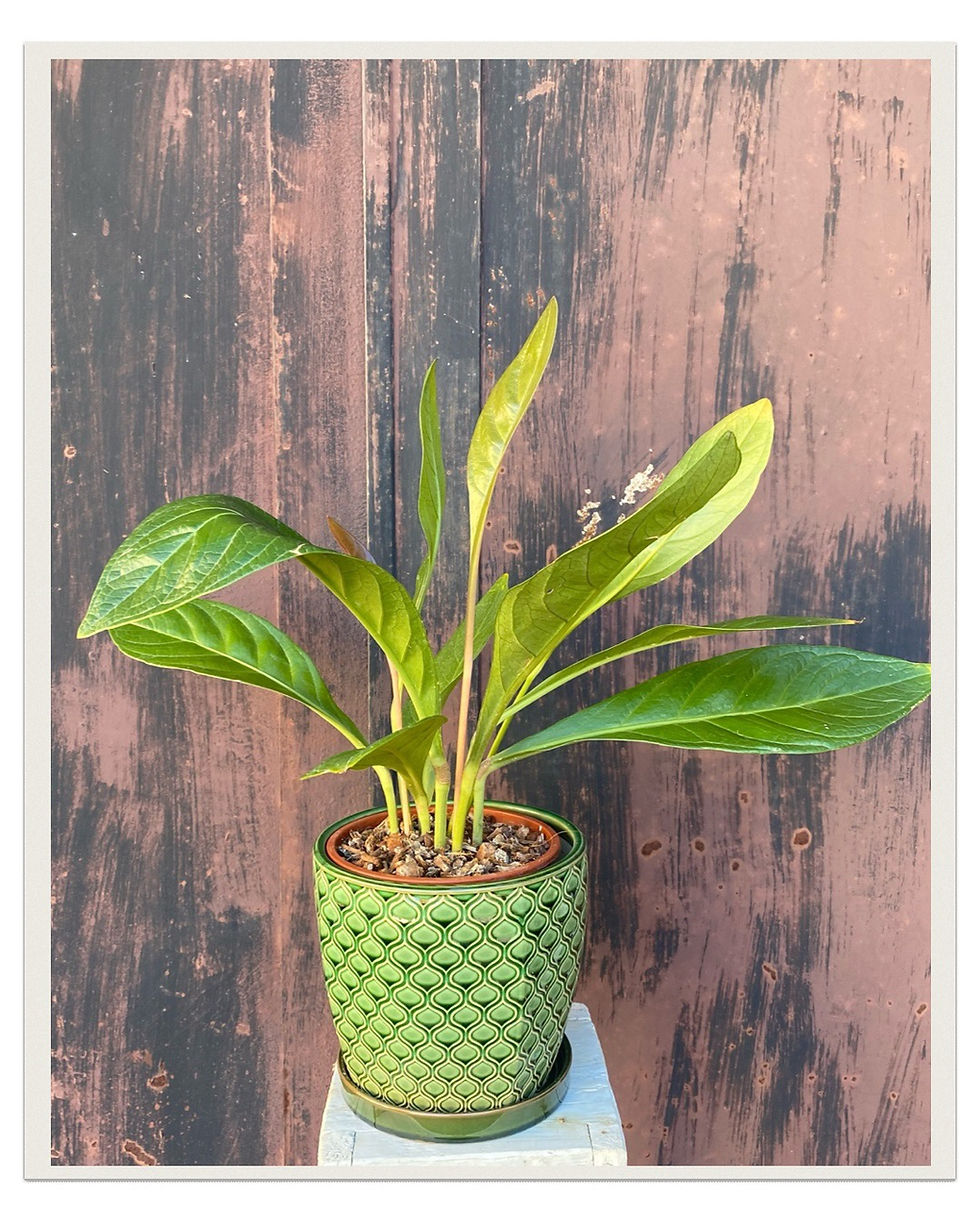 Miniatura: Anthurium Jenmanii 