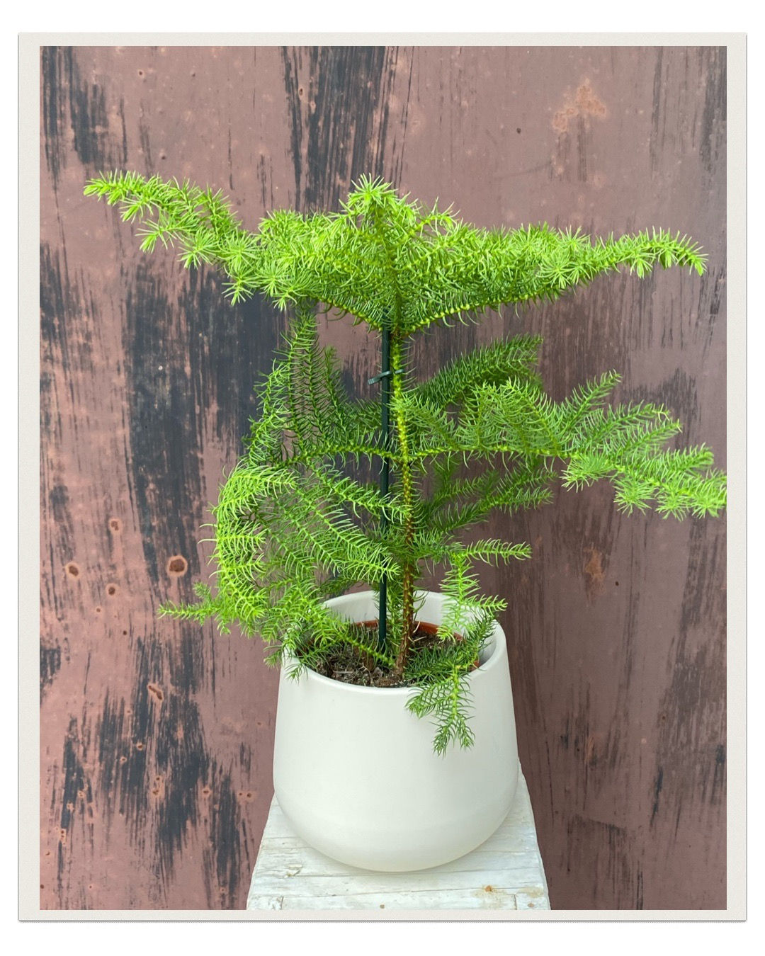 Keramický obal Antik biela 