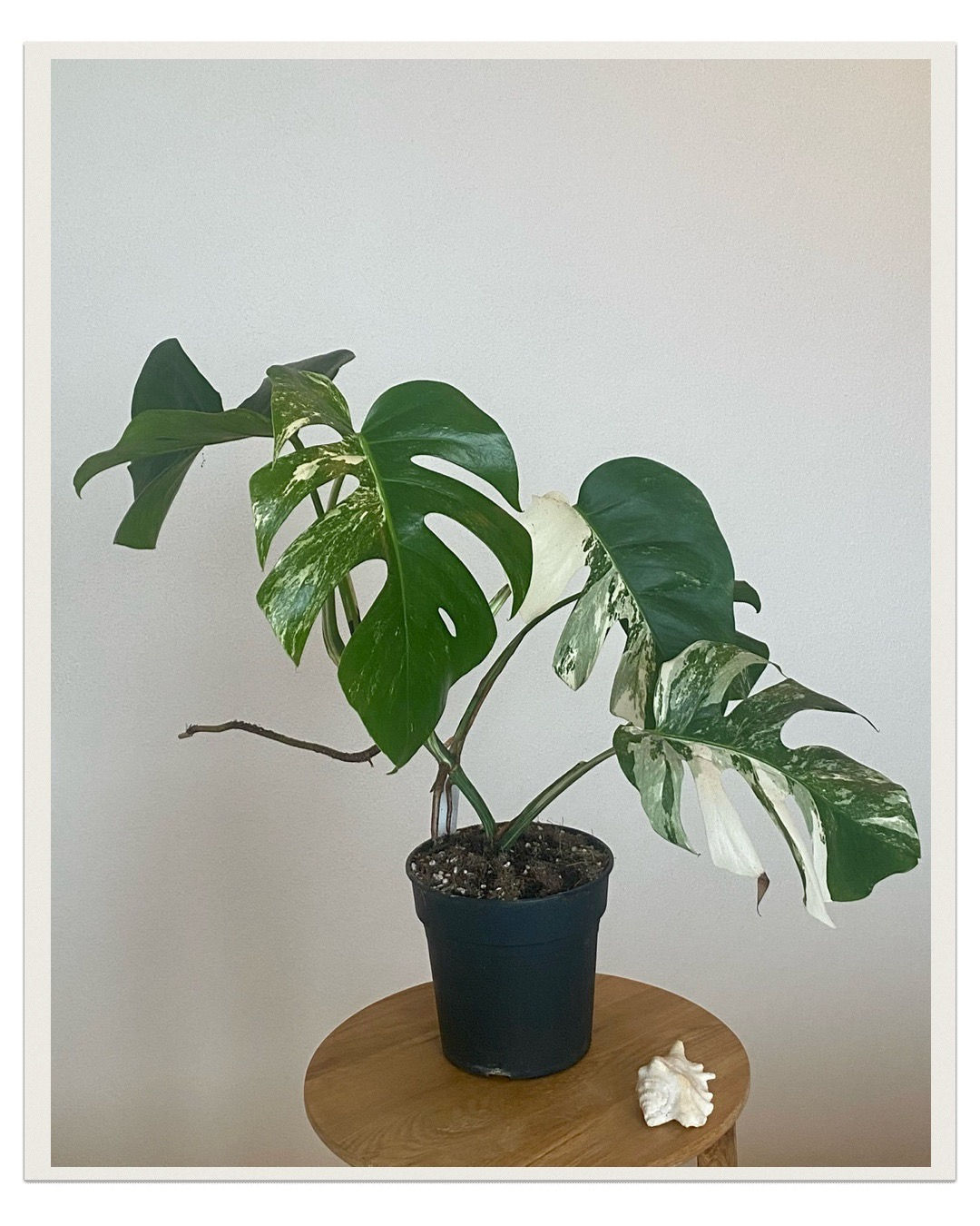 Monstera deliciosa variegata