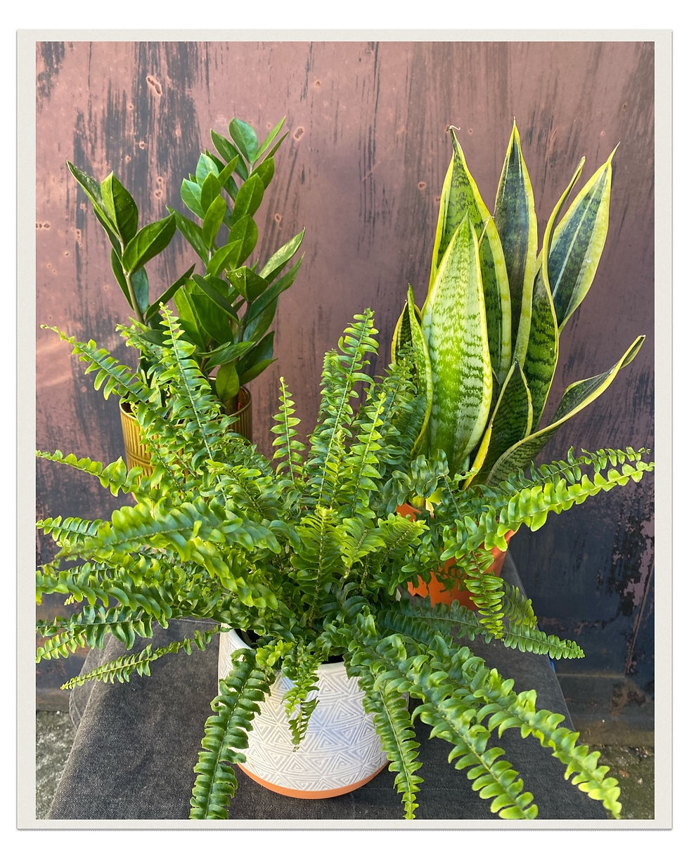 Set tieňových hráčov