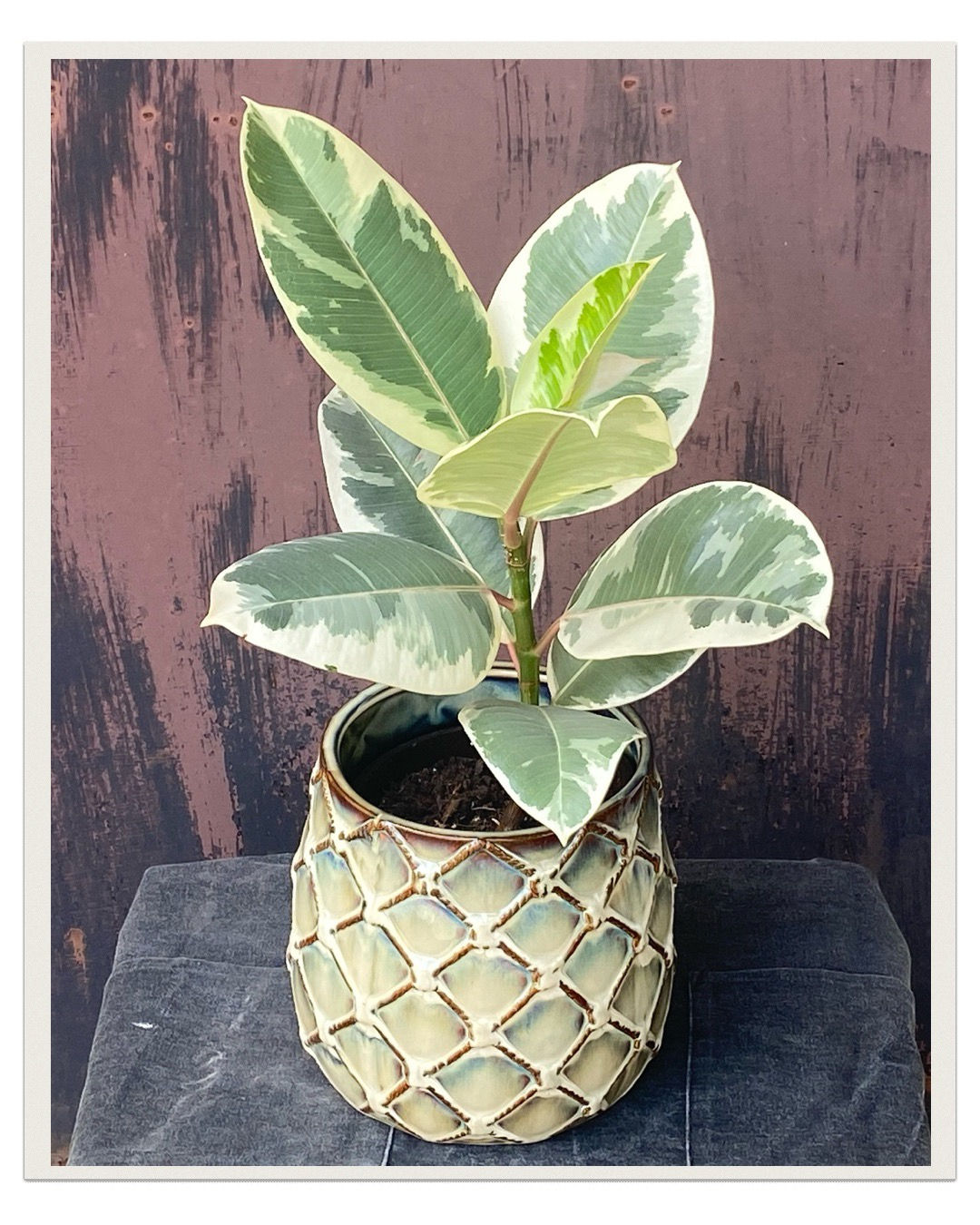 Figovník kaučukový panašovaný (Ficus elastica Tineke)