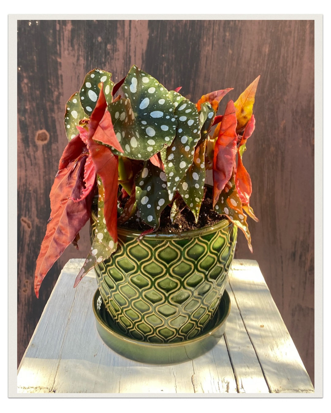 Begónia bodkovaná  -   Begonia Maculata