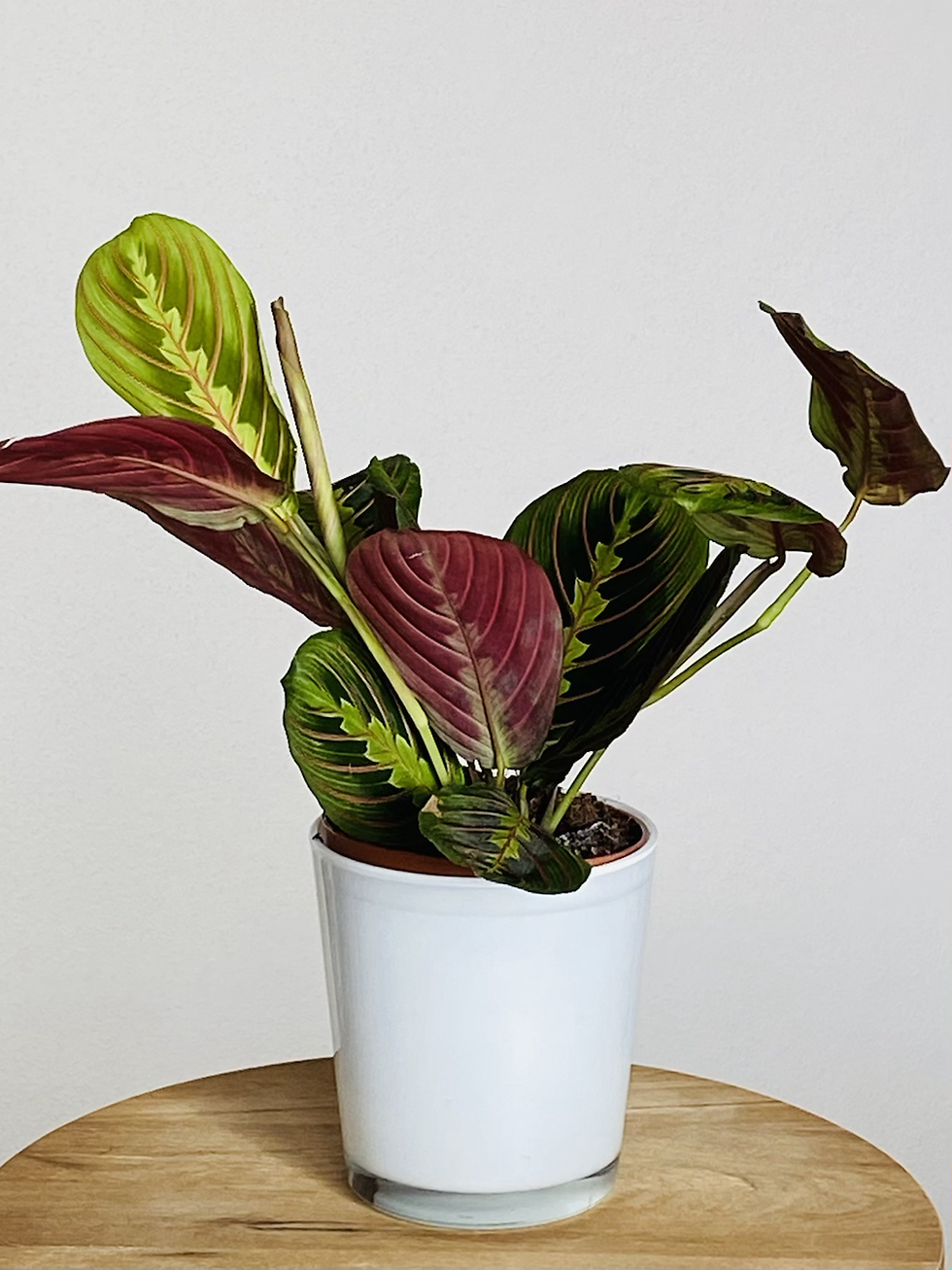 Miniatura: Maranta (Maranta leuconeura Fascinator)