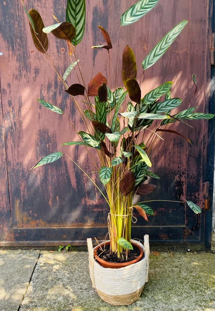 Ctenanthe setosa veľkosť XL