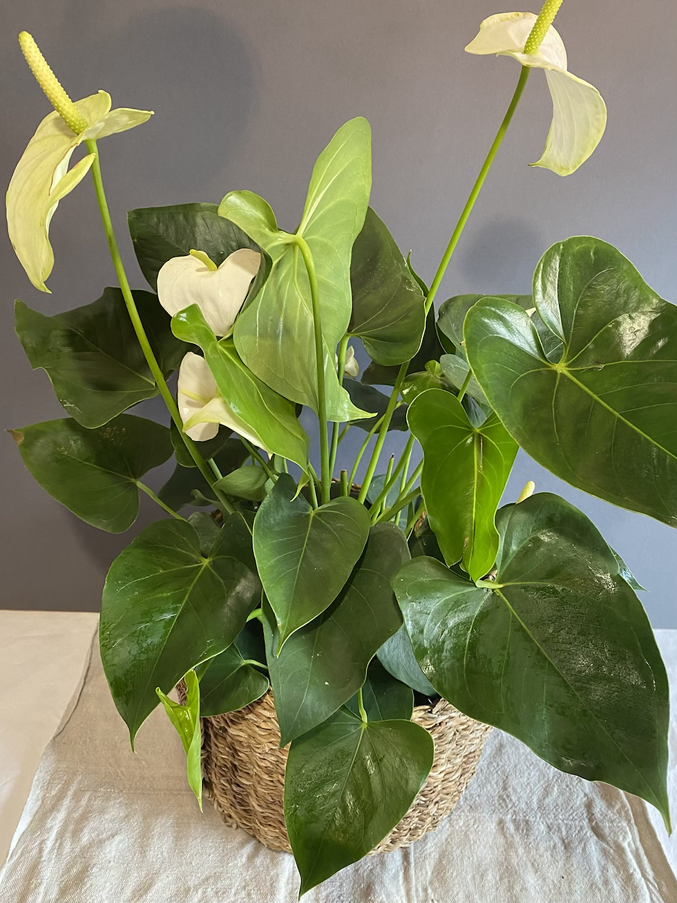 Miniatura: Antúrium (Anthurium), veľkosť L