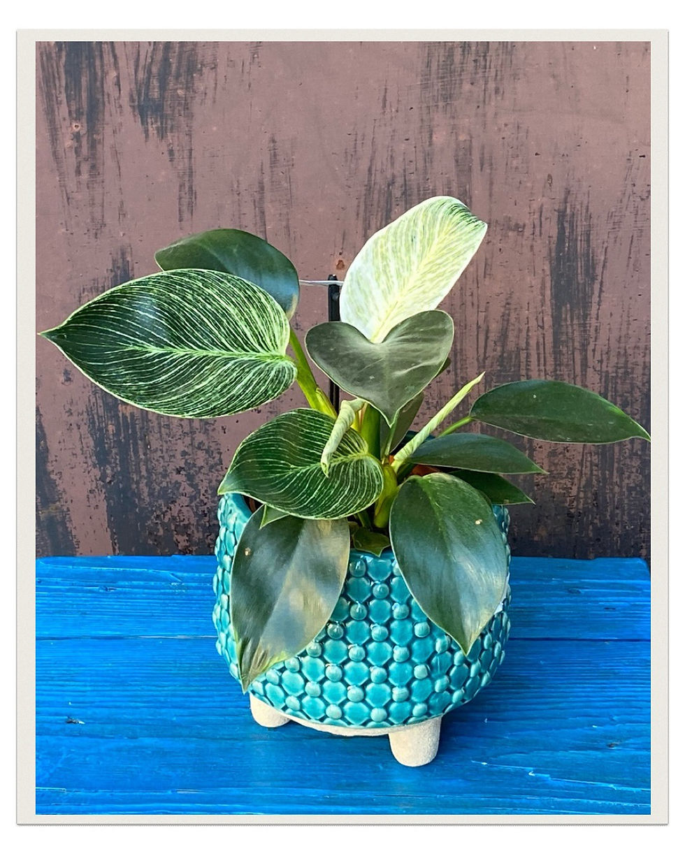 Miniatura: Philodendron birkin M