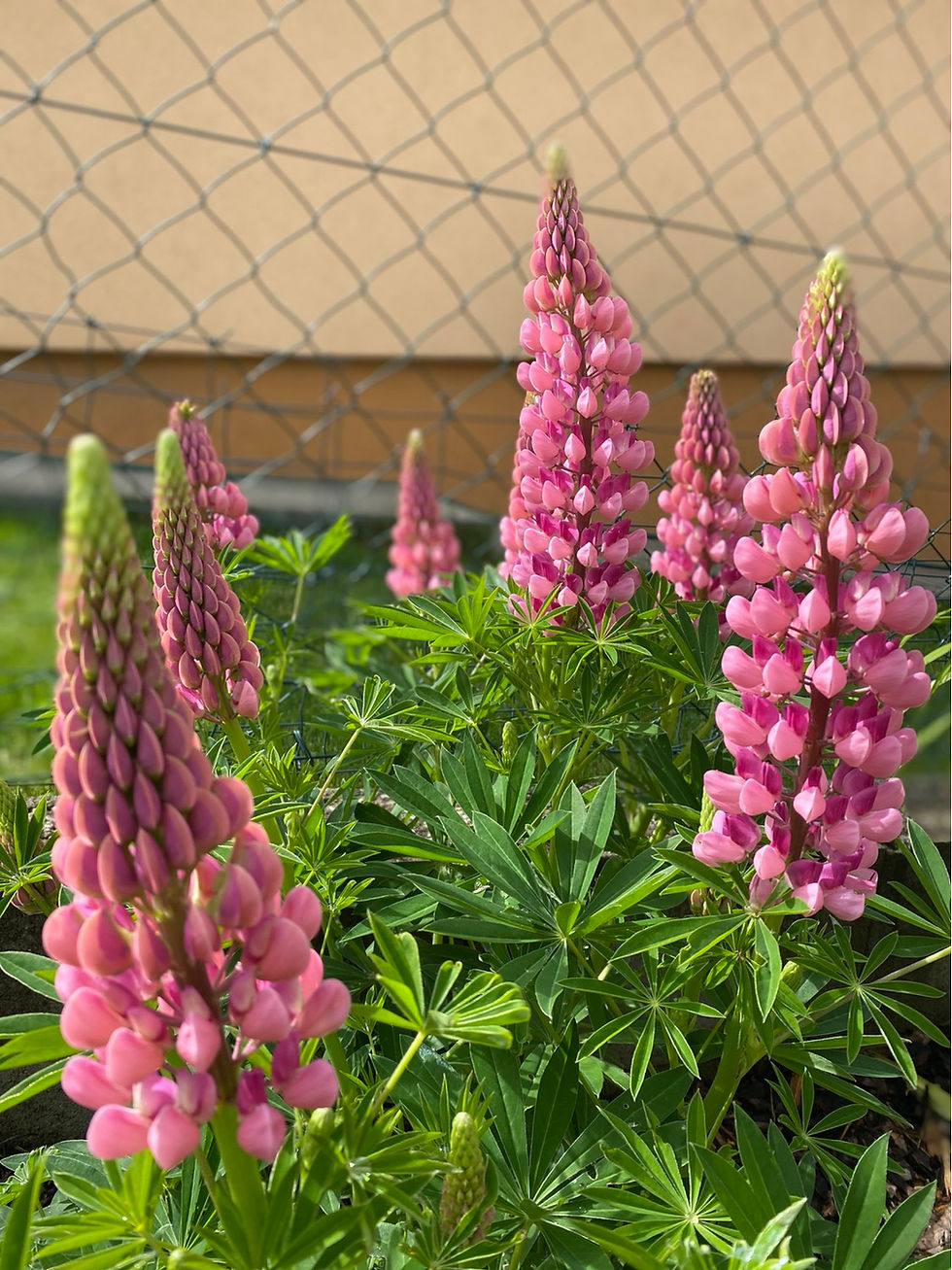 Miniatura: Lupinus - mix farieb