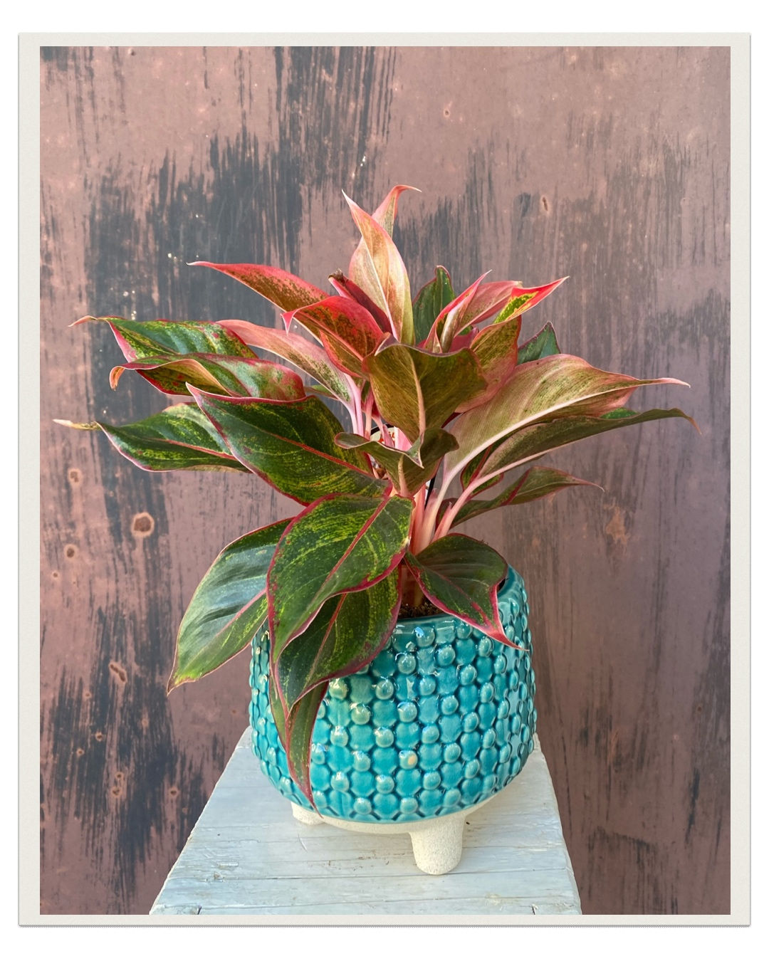 Aglaonema ‘Crete’