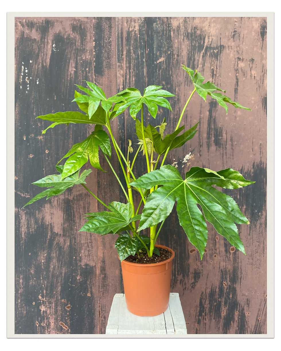 Miniatura: Fatsia japonská (Fatsia japonica)