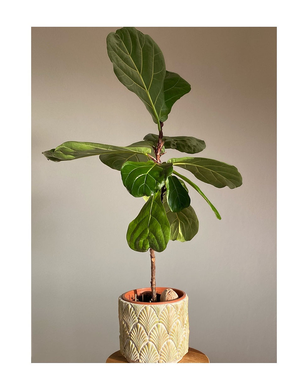 Miniatura: Figovník lýrovitolistý (ficus lyrata)