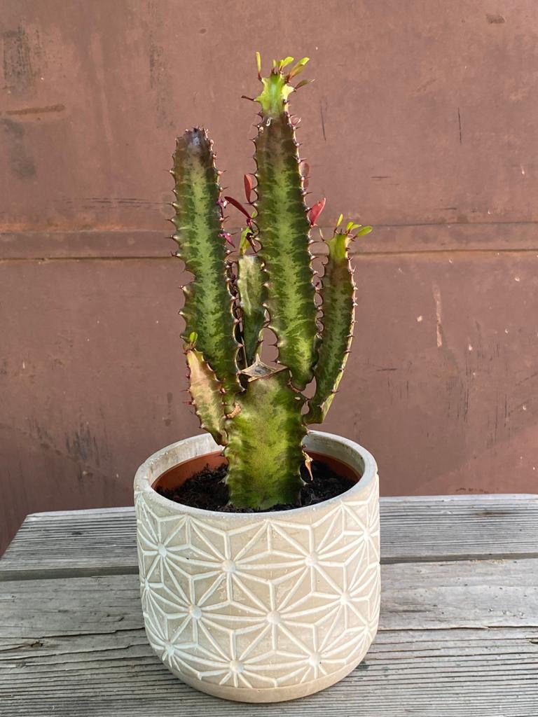 Prýštec trojhranný (Euphorbia trigona)