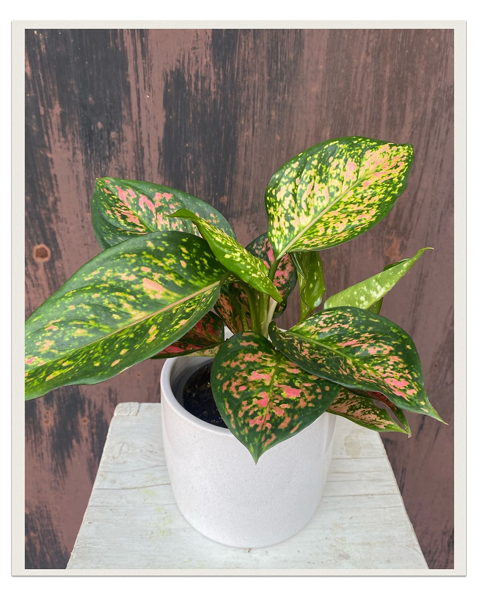 Aglaonema Crimson Love