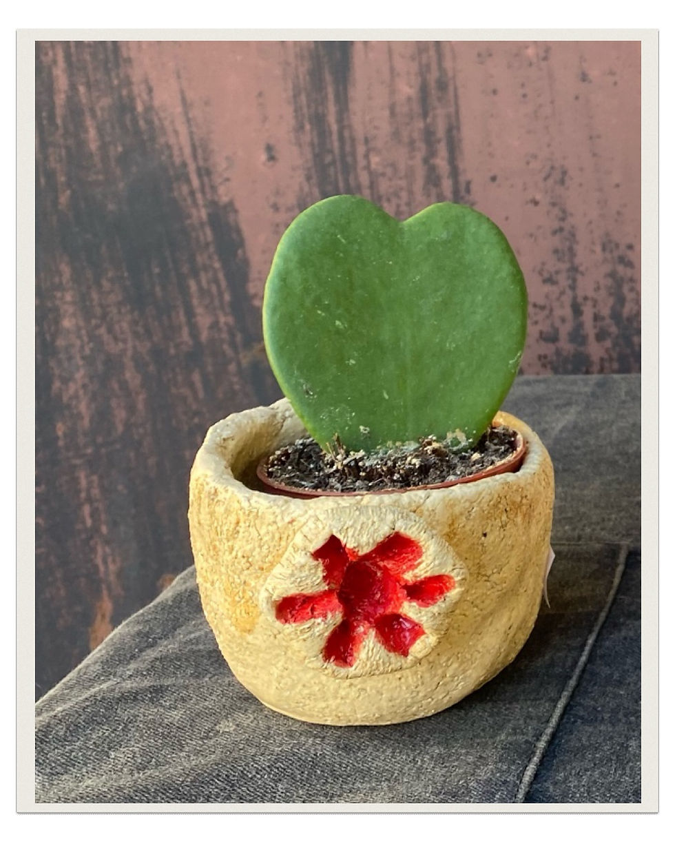 Miniatura: Hoya kerrii - Voskovka v tvare srdca 