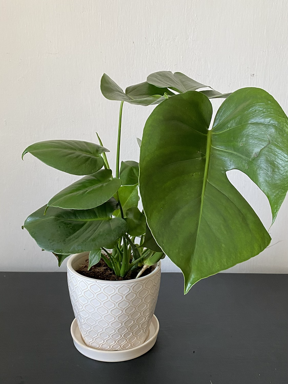 Miniatura: Monstera deliciosa (Monstera skvelá) v keramickom kvetináči