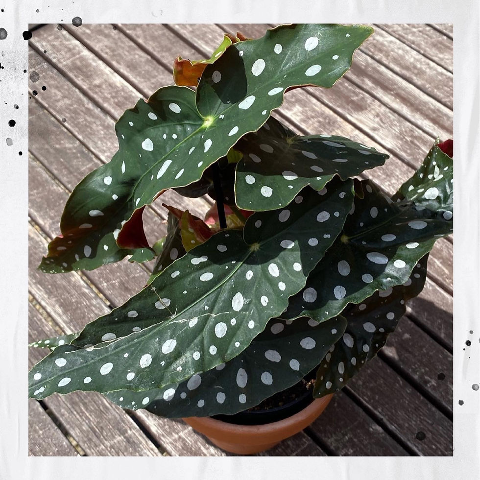 Miniatura: Begónia bodkovaná  -   Begonia Maculata