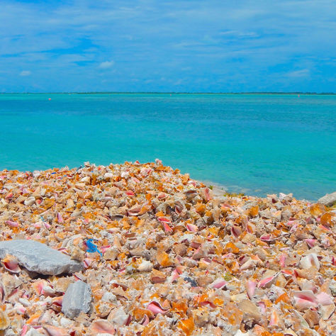 The beautiful conchs of Bimini in the Bahamas