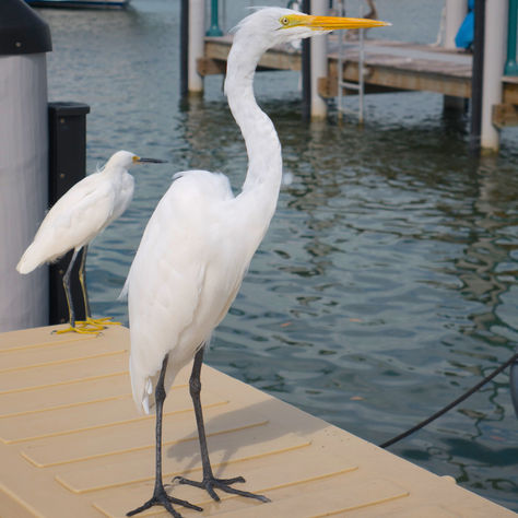 Amazing Island Nature: What kind of waterbird?