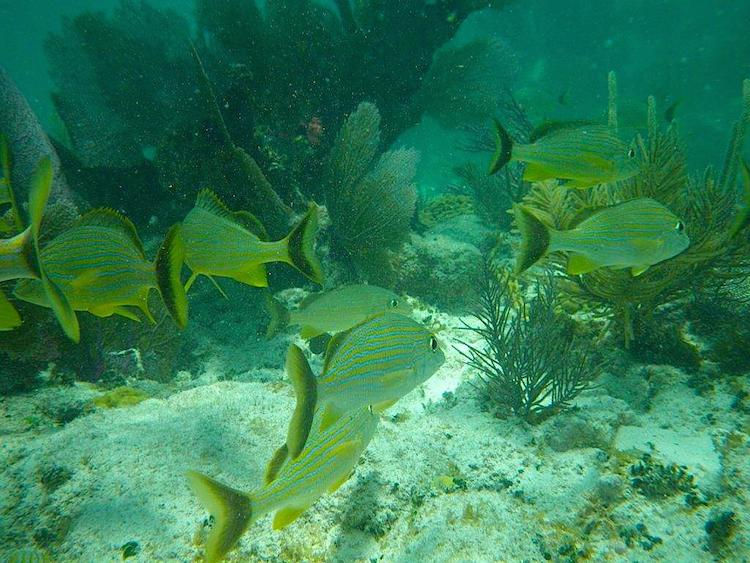 Snorkeling Key Largo