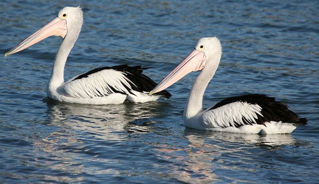 facts about pelicans