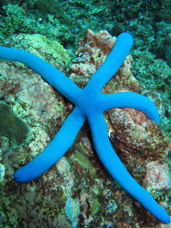 starfish anatomy