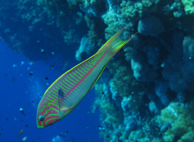 Snorkeling the Bahamas