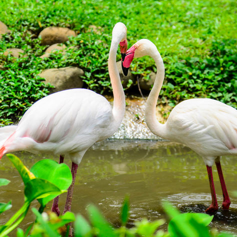 Amazing Island Nature: the fabulous flamingo