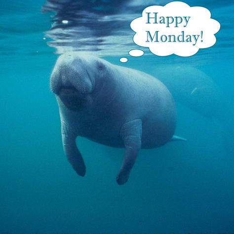 Happy Manatee Monday!