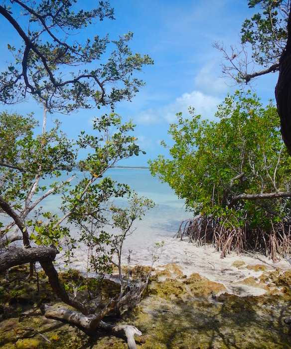 mangroves