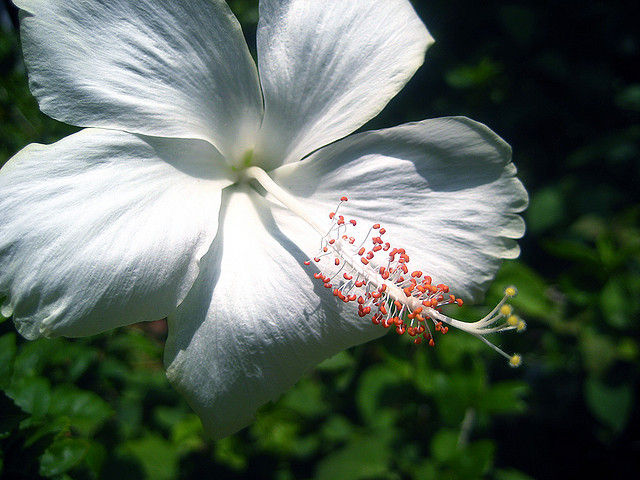 Caribbean blog