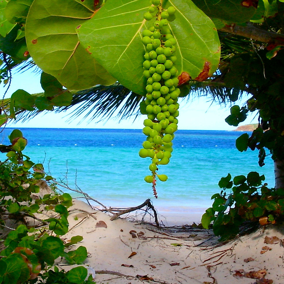 island runaways