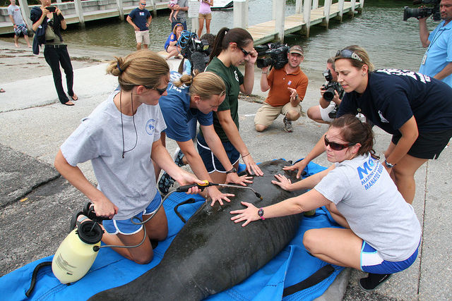 Florida manatee