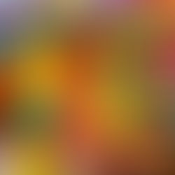 Celebrating island nature: the Beautiful Bougainvillea