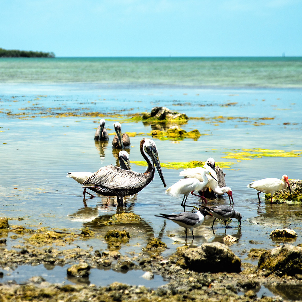 island runaways