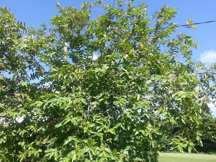 Martinique island tree