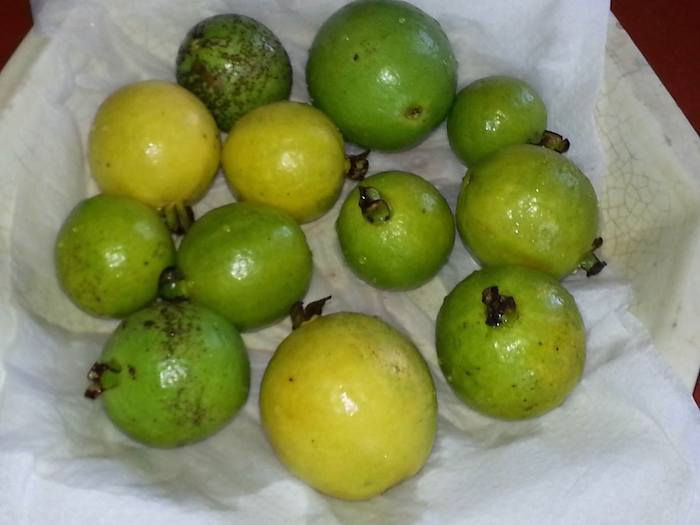 Island Runaways fruit