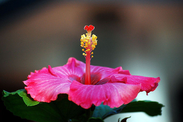 Hibiscus flower