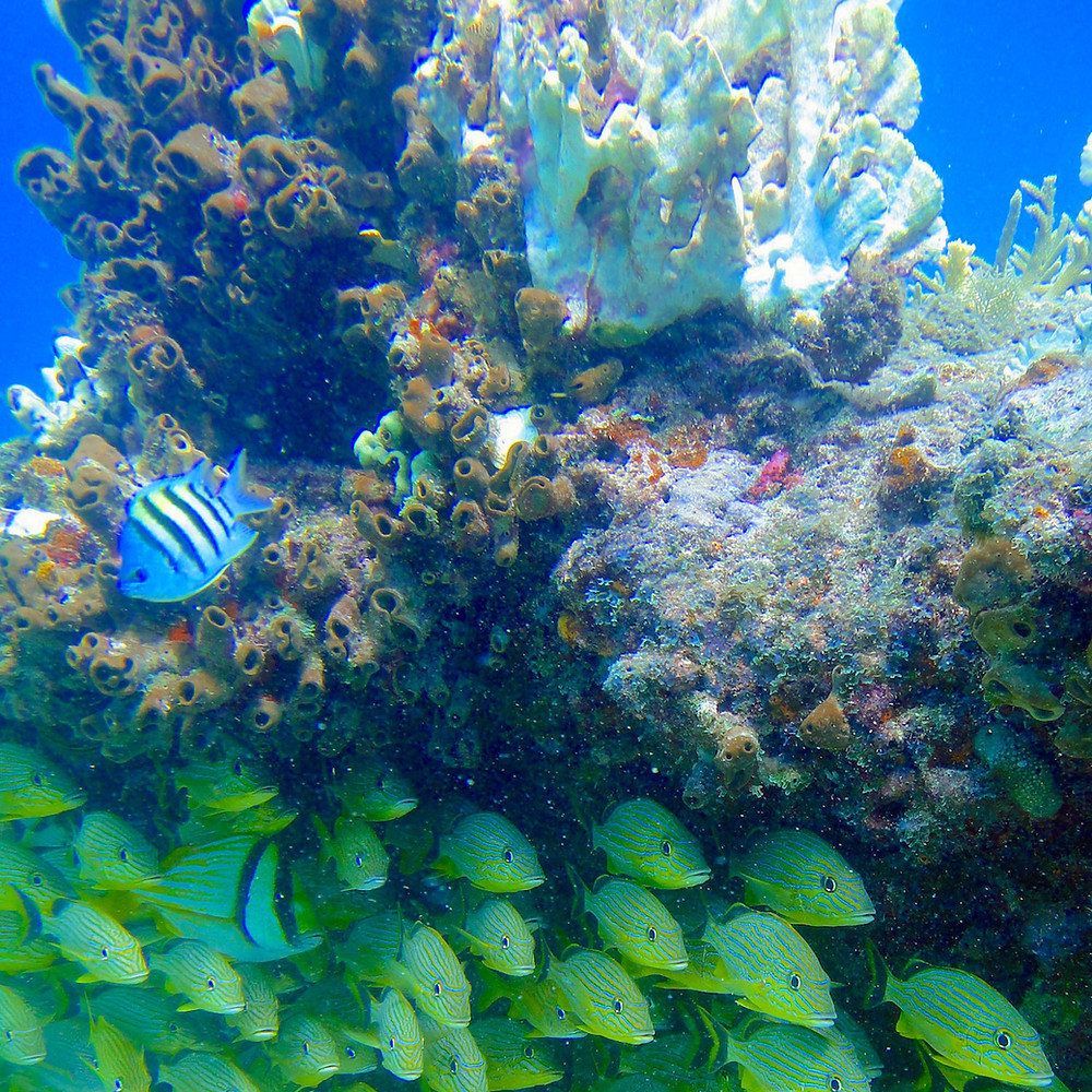 sergeant major fish