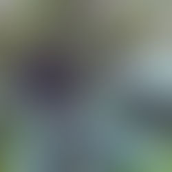 Island nature: the allure of coconut palms on a tropical beach