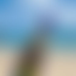 Bring the Islands Home: How to make an authentic Ti Punch