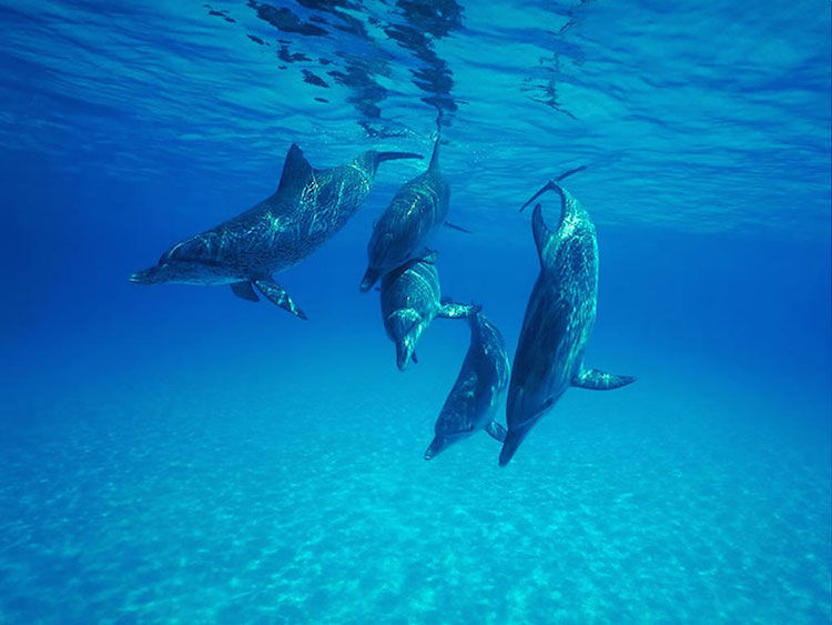 Island Runaways