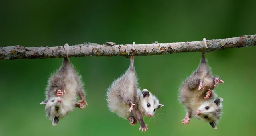 Three baby possums hanging from a branch baby their tails